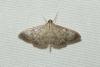 Pleuroptya ruralis